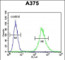 ZCCHC17 Antibody (Center)